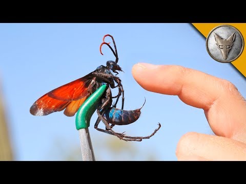 Youtube: STUNG by a TARANTULA HAWK!