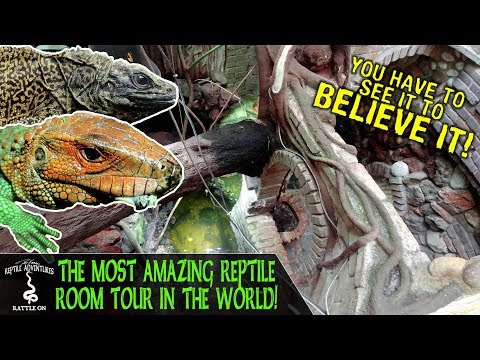 Youtube: TOURING THE MOST AMAZING REPTILE ROOM IN THE WORLD!