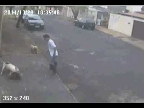 Youtube: PIT BULL ATACA CACHORRO EM PLENA RUA DE UBERLANDIA MG