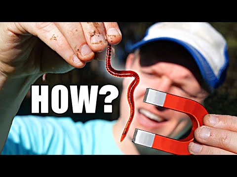 Youtube: The Mystery of Magnetic Worms - Smarter Every Day 253