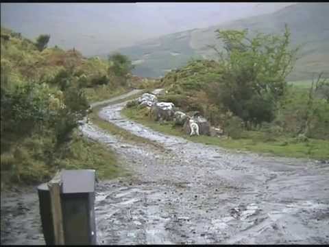 Youtube: Hooded crows stalking and then attacking baby lamb Sneem Ireland
