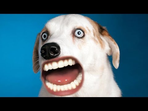 Youtube: WOOF