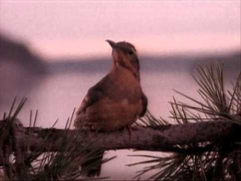 Youtube: Julee Cruise - The world spins