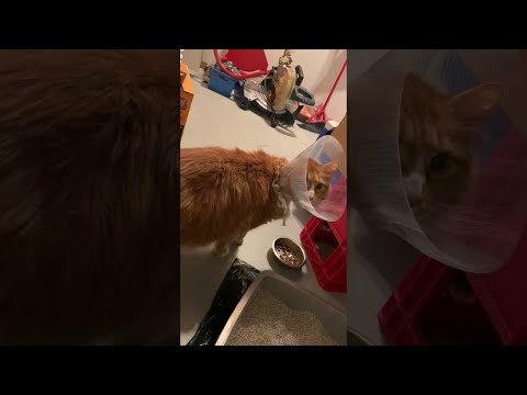 Youtube: Cat Shaved for Surgery || ViralHog