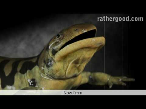 Youtube: The Axolotl Song