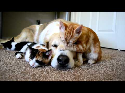 Youtube: Video 34: CUTENESS OVERLOAD!! A dog sleeping with his KITTENS