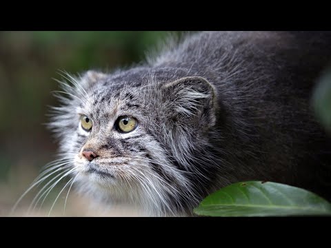 Youtube: Der Manul- die böseste Katze der Welt. Interessante Fakten über den Manul.