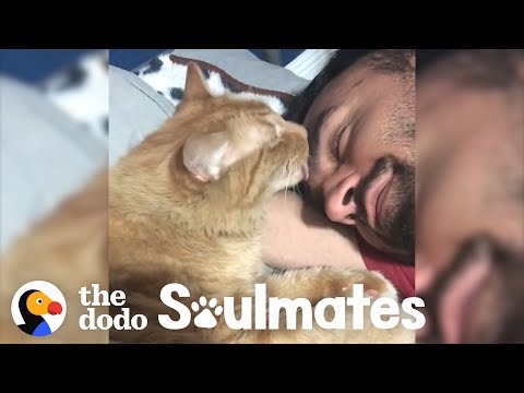 Youtube: Guy and his super loyal cat have the cutest bedtime routine | The Dodo Soulmates