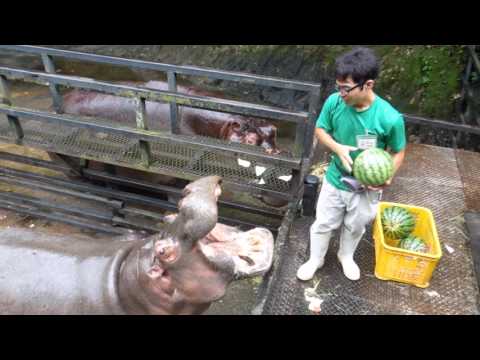 Youtube: Hippo Family Eating Watermelons＆Baby hippo @Nagasaki Japan