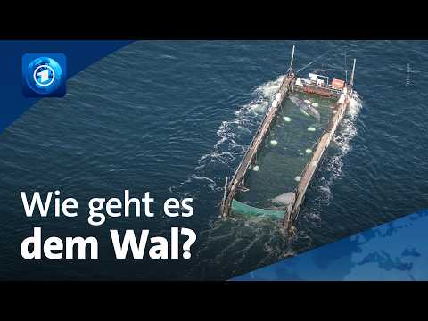 Youtube: Buckelwal Timmy auf dem Weg in die Nordsee