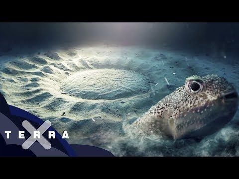 Youtube: Riesen Aufwand – Das seltsame Paarungsverhalten des Kugelfisches