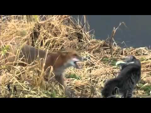 Youtube: Katze gegen Fuchs