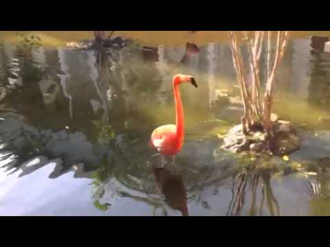 Youtube: Flamingo noise