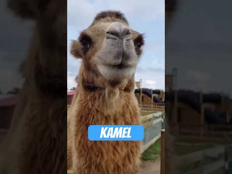 Youtube: Das Kamel – der flauschige Endgegner der Wüste