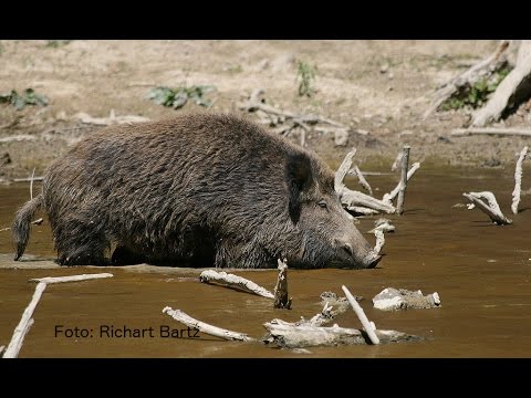 Youtube: Sind Wildschweine gefährlich? - Alles übers Wildschwein (Teil 3)