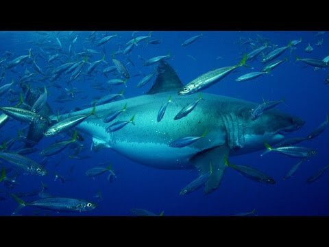 Youtube: 20+ Foot Megashark Filmed in Mexican Waters