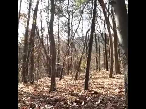 Youtube: Geist Im Wald