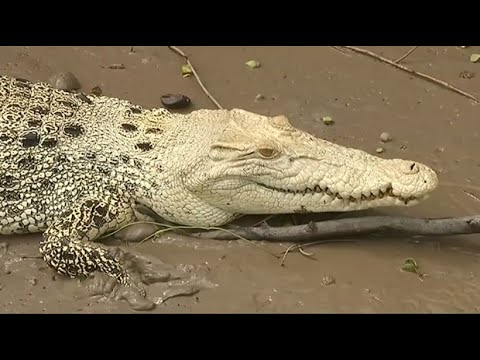Youtube: Neuer Star: Seltenes Krokodil in Australien entdeckt