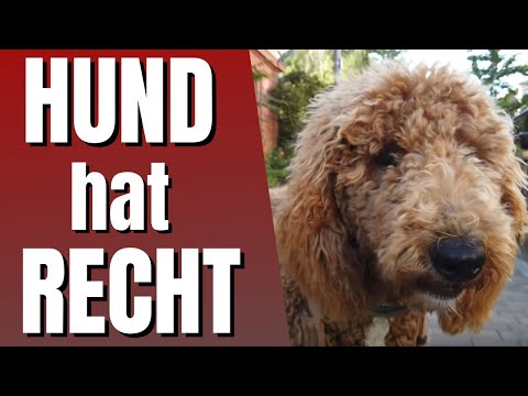 Youtube: #HundHatRecht Episode 1: Wann darf ich Menschen ohne Einwilligung fotografieren und verbreiten?