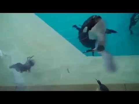 Youtube: Orca feeding birds