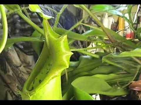 Youtube: CARNIVOROUS PLANTS CAN EAT MICE!