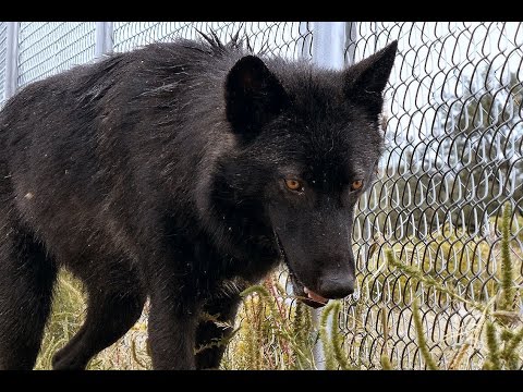 Youtube: Is Your Fence Tall Enough For a Wolf or Wolfdog? Watch one jump!