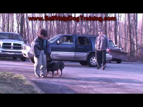 Youtube: Rottweiler Personal Protection Training (K9-1.com)