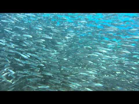 Youtube: Ägypten 2011 - Fischschwarm - HD
