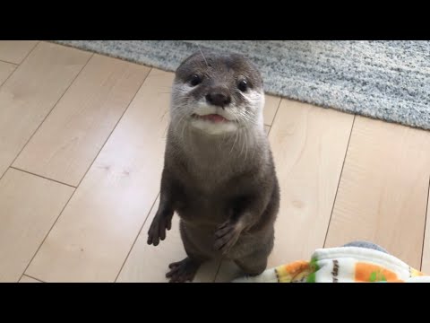 Youtube: カワウソさくら 当たり前のように喋り始めるカワウソ An otter who likes talking