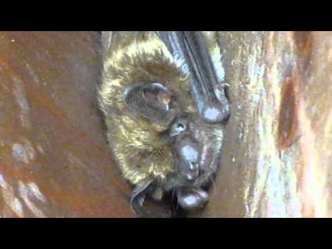 Youtube: betsy the porch fledermaus (bat)
