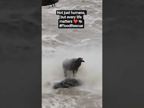 Youtube: Pakistan Army Helicopter Rescues Buffalo From Swat Flood 🐃🚁 | Real Heroes #swami