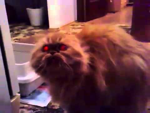 Youtube: The Devil Cat with red eyes