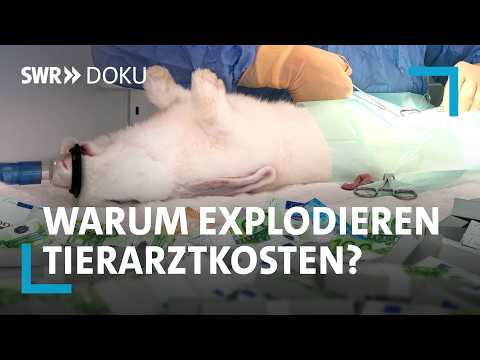 Youtube: Tierisch teuer - Was hinter den hohen Tierarztkosten steckt | SWR Doku