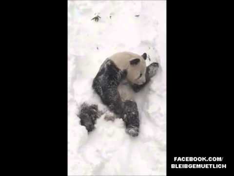 Youtube: Fröhlicher Panda spielt im Schnee