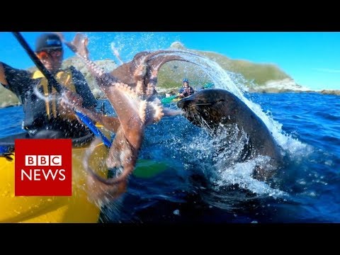 Youtube: Seal slaps man with octopus - BBC News