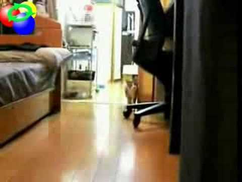 Youtube: Hitchcock's Ninja Cat comes closer without moving