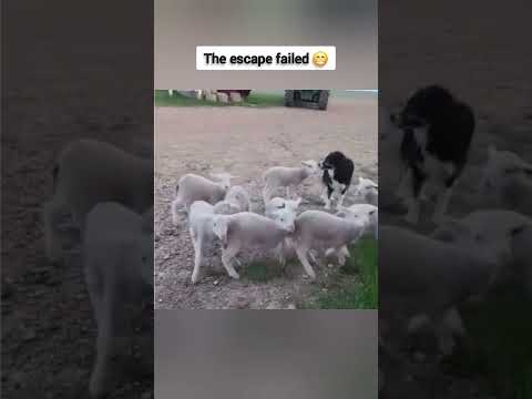 Youtube: The escape failed 😁