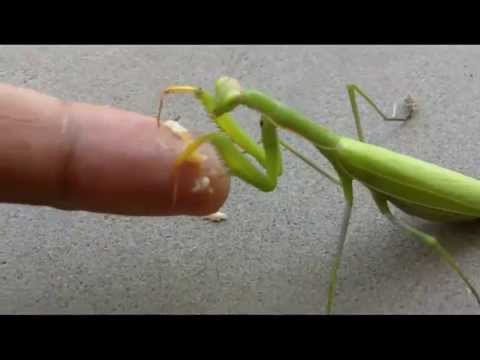 Youtube: Praying Mantis Hand Feeding