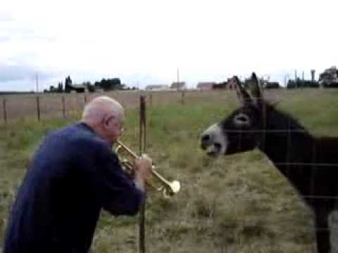 Youtube: Genial! Lustige Tiere! Funny Esel mag Trompete! (Unbedingt Videoinfos lesen - Wichtig!)