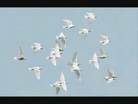 Youtube: 3 weiße Tauben