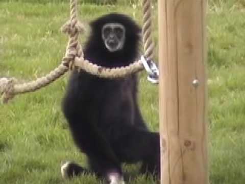 Youtube: Gibbon Run