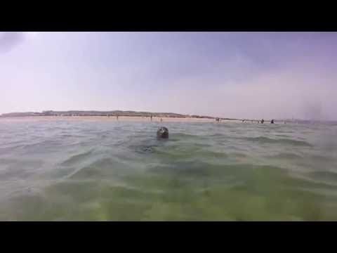 Youtube: Schwimmen mit Kegelrobben vor Helgoland 2015