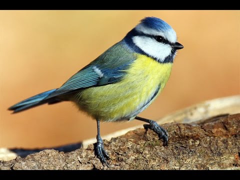 Youtube: Heimische Singvögel (Doku)
