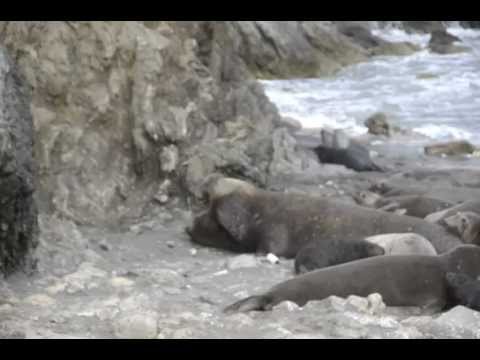 Youtube: Männlicher See-Elefant auf dem Weg zu einem Weibchen / Male elephant-seal moving towards a females