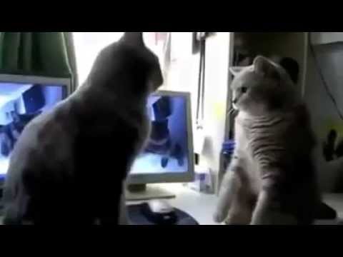 Youtube: Zwei Katzen Singen BACKE BACKE KUCHEN! Kinderlied [Deutscher]