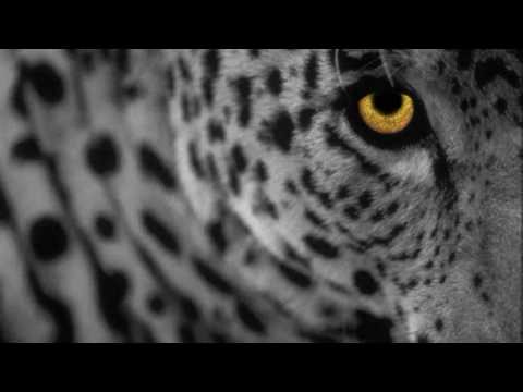 Youtube: Minilogue - The Leopard (Extrawelt Remix) [HD]