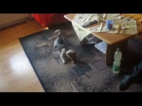 Youtube: Das Luise Projekt ( Reaktionstest mit Hund )