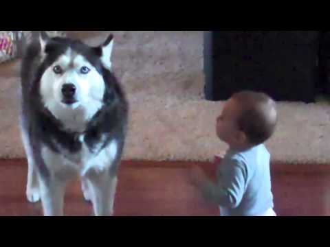 Youtube: Dog imitates baby