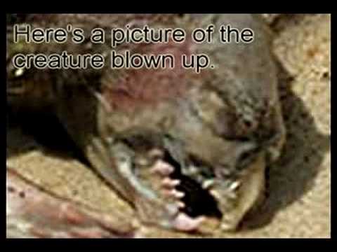 Youtube: The Montauk Monster