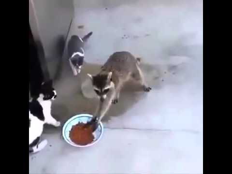 Youtube: Gangsta Raccoon Steals Cat Food